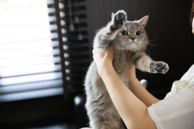 猫　抱っこ 克服法