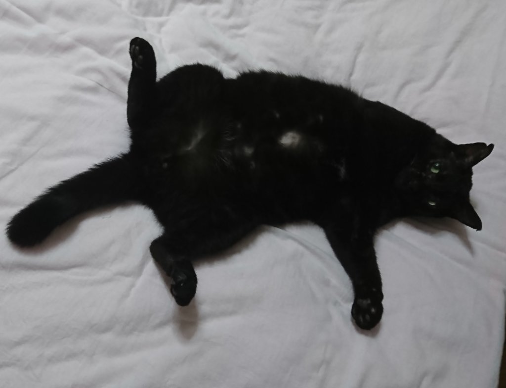 黒猫　オス　特徴　性格