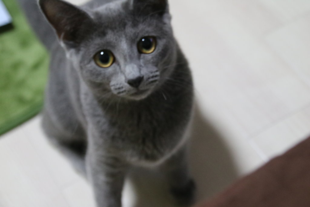 美しい猫の品種 ロシアンブルーの性格は凶暴 特徴とかわいい魅力教えます ペットに迎えたい方へ ゆきちのすゝめ