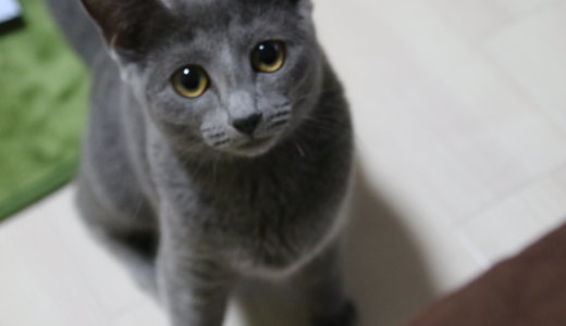 美しい猫の品種・ロシアンブルーの性格は凶暴？特徴とかわいい魅力教えます│ペットに迎えたい方へ