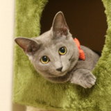 猫 ロシアンブルー 魅力
