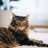 猫 肛門嚢炎 症状