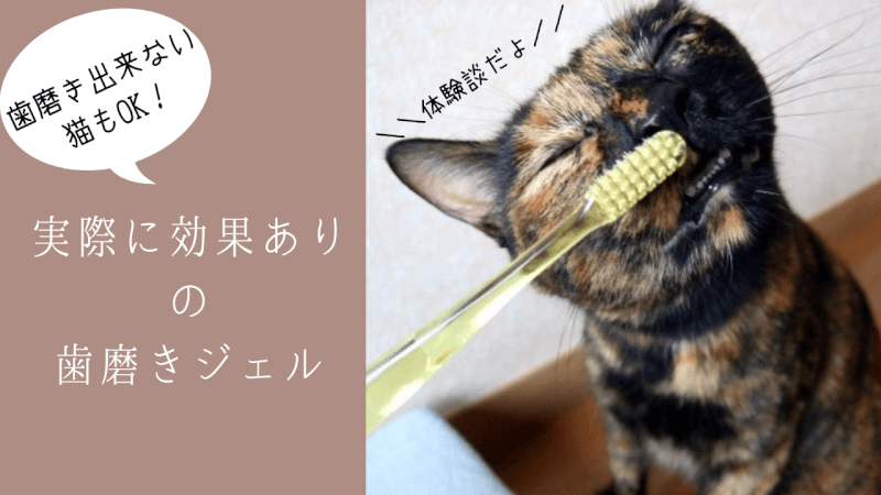 体験談 歯磨き出来ない猫もok 実際に効果ありの歯磨きジェル おすすめ簡単グッズ ゆきちのすゝめ