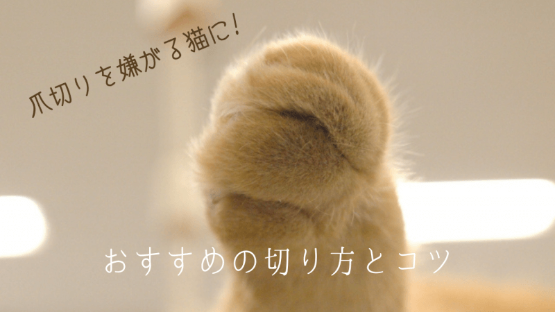 朗報 爪切りを嫌がる猫におすすめの切り方とコツ教えます ゆきちのすゝめ