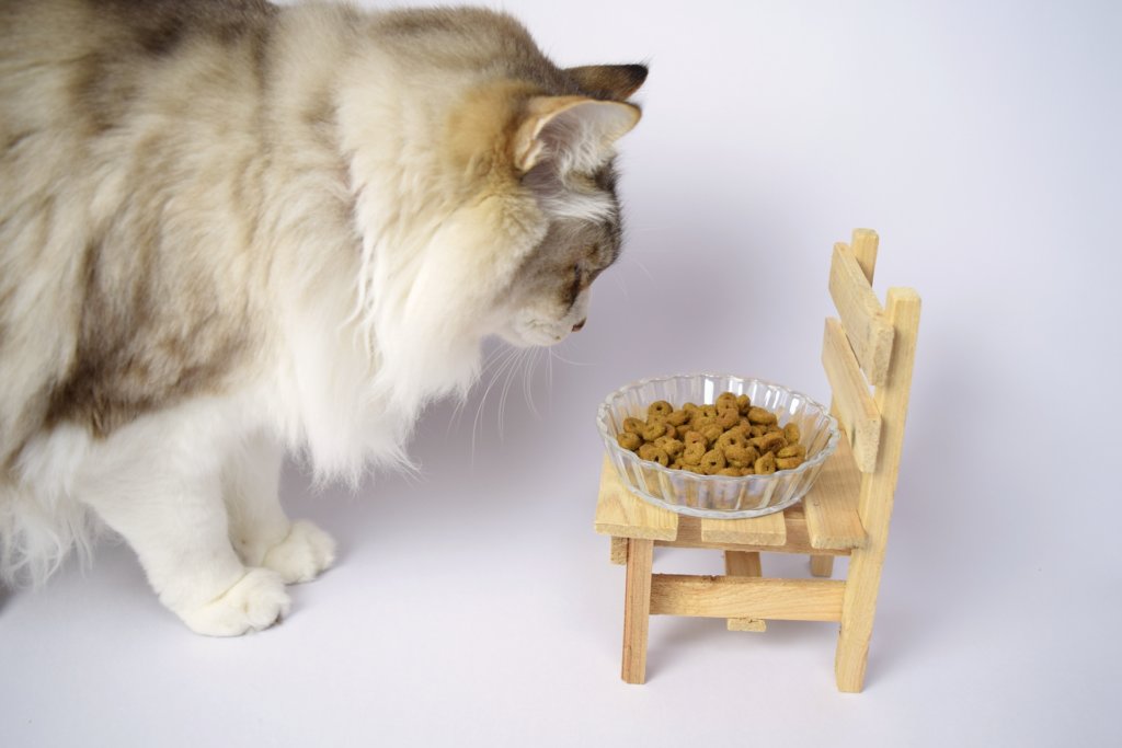 猫が餌を手からしか食べない 皿から食べないのはヒゲや高さが原因 おすすめの皿と餌のあげ方とは ゆきちのすゝめ
