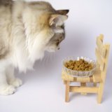 猫　皿　ご飯