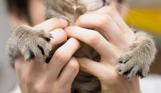 【飼い主必見】猫に爪切りは必要？切り方や頻度・おススメの道具を紹介