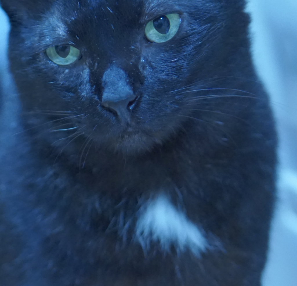 猫　黒猫　エンジェルマーク　福猫