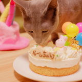 猫　バースデーケーキ おすすめ
