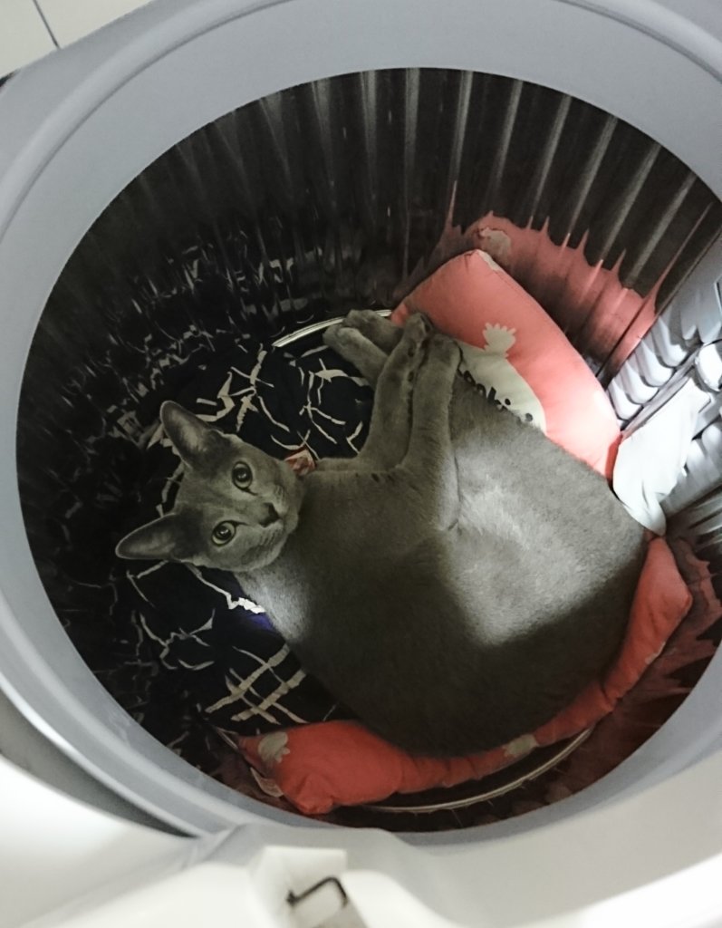 猫　狭い　洗濯機