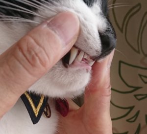 猫　歯磨き　