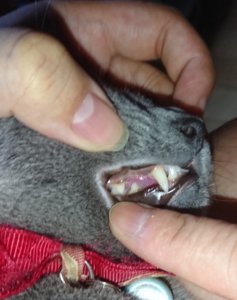 猫　歯