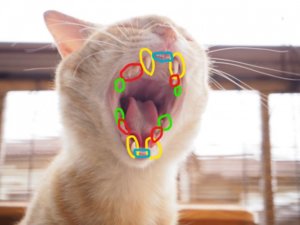猫　歯
