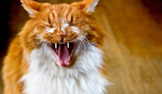 歯磨き出来ない猫もできるようになる歯磨きのコツとおすすめの磨き方を紹介！│歯磨きは必要か