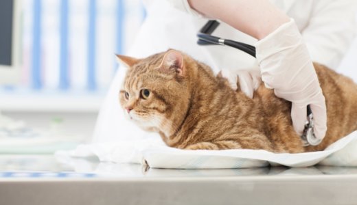 猫　膀胱炎　症状