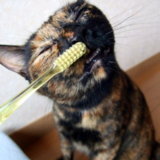 猫 歯磨き 効果あり