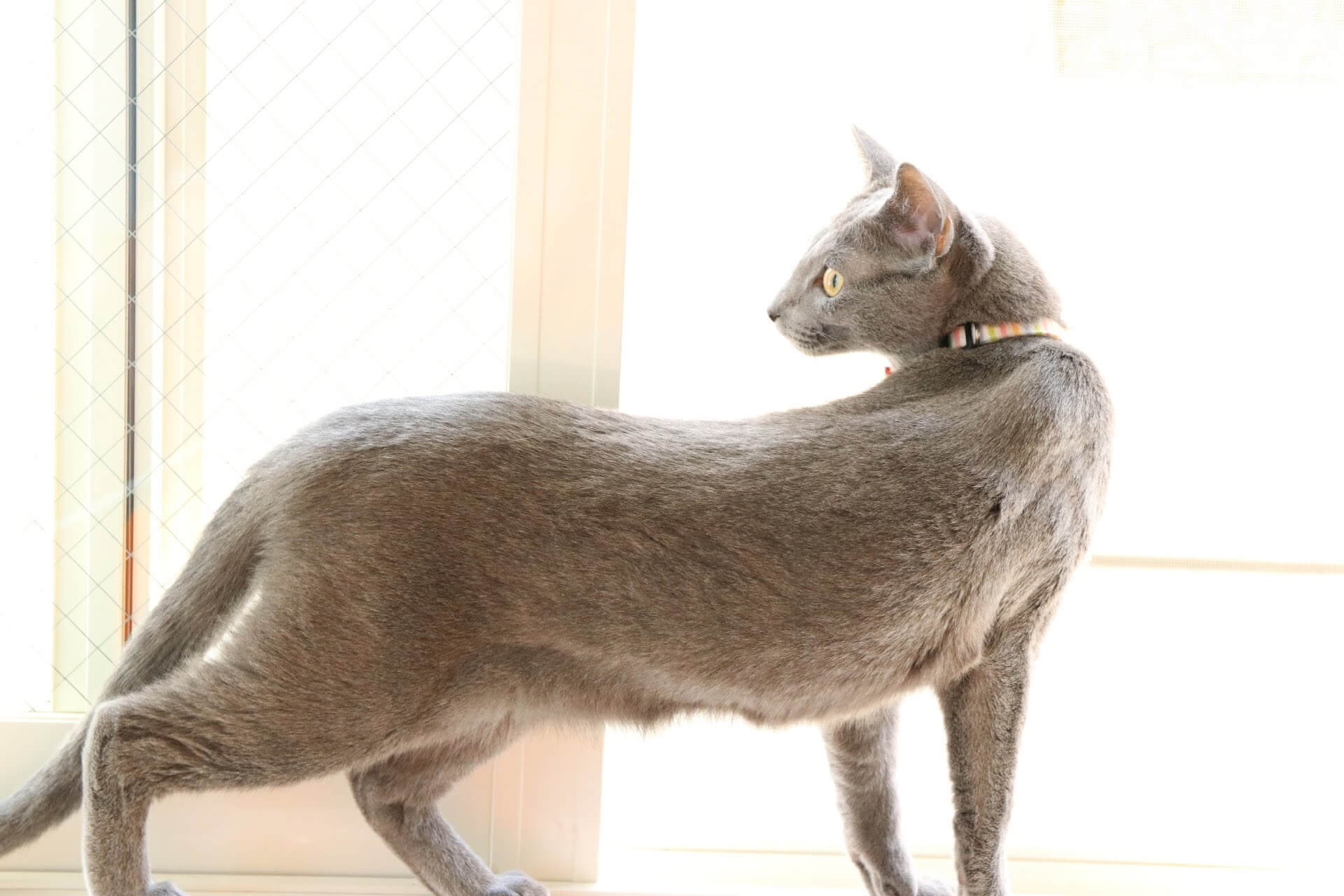 ロシアンブルー　体重　猫　適正