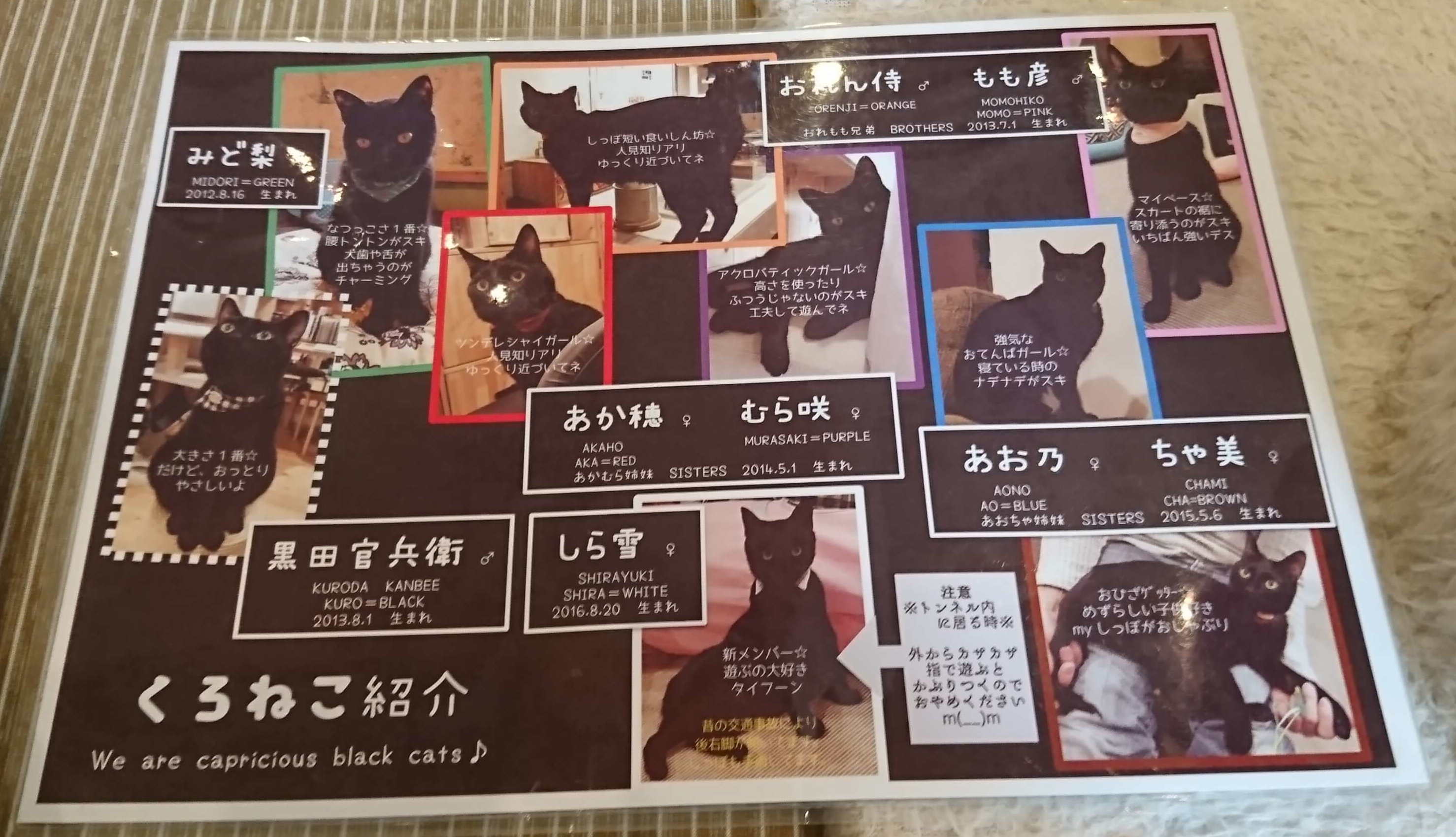 猫　黒猫専門　猫カフェ