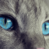 猫　目の色　ブルー