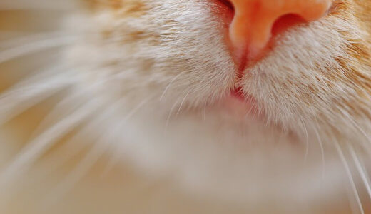 猫の鼻が湿っているのはなぜ？実は大事な役割が！健康状態も丸わかり！