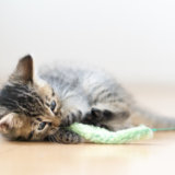 猫 おもちゃ おすすめ 運動不足 便秘
