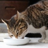 猫　食欲　増進　エサ　匂い