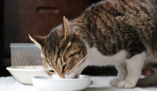 【食欲の秋】猫の食欲を刺激するには嗅覚が大事？エサを○○すると劇的UP！