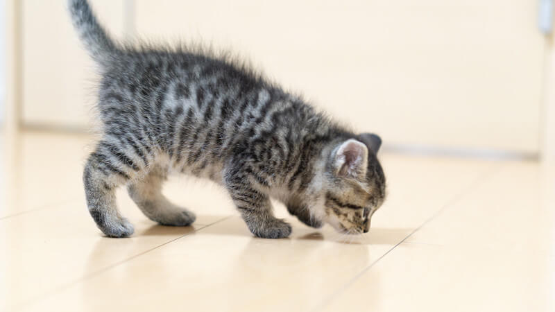 体験談 うちの猫が毎日エサや黄色や透明の液体を吐く原因が判明した 写真付 ゆきちのすゝめ