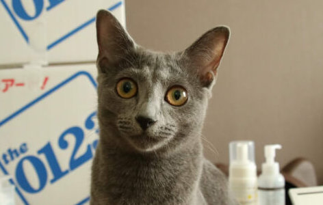 猫　ロシアンブルー　目の色