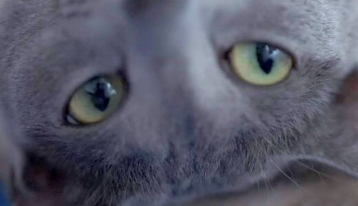 猫　ロシアンブルー　目の色　変わる