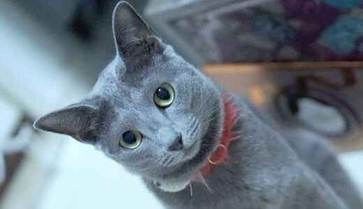 猫　ロシアンブルー　目の色　変わる