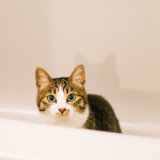 猫 お風呂 おすすめ シャンプー 水なし