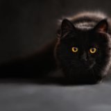 体験談│急に猫の黒目・瞳孔の大きさが左右で違うことに…！病気が原因？治し方は？調べてみた