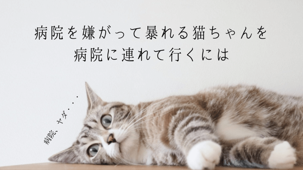 暴れる 猫 を 病院 に 連れ て 行く 方法