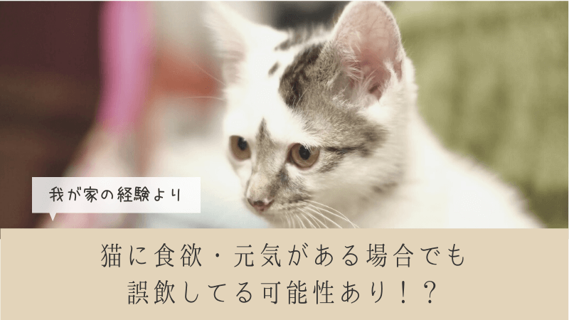 猫に食欲 元気がある場合でも誤飲してる可能性あり 症状や料金も 我が家体験談 ゆきちのすゝめ